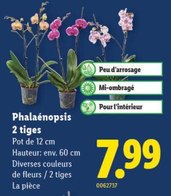 Phalaenopsis 2 tiges