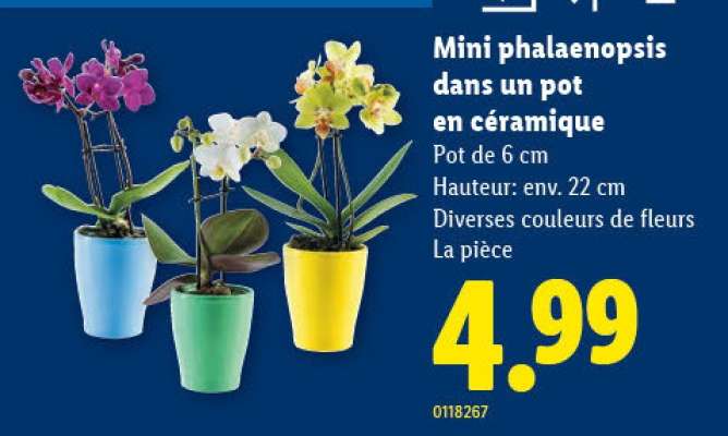 Mini phalaenopsis dans un pot en céramique