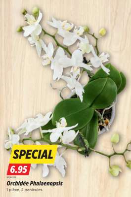 Orchidée Phalaenopsis