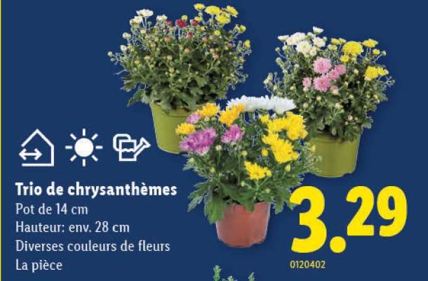 Trio de chrysanthèmes