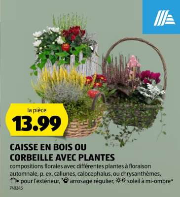 CAISSE EN BOIS OU CORBEILLE AVEC PLANTES