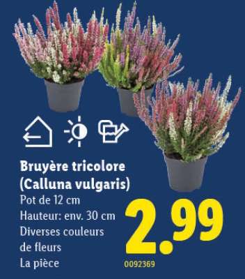 Bruyère tricolore (Calluna vulgaris)