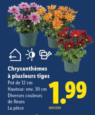 Chrysanthèmes à plusieurs tiges