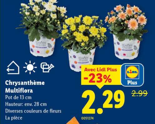 Chrysanthème Multiflora