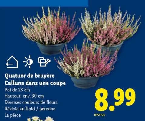 Quatuor de bruyère Calluna dans une coupe