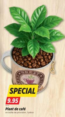 Plant de café