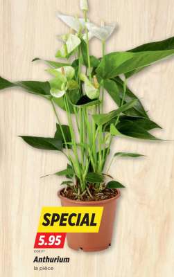 ANTHURIUM